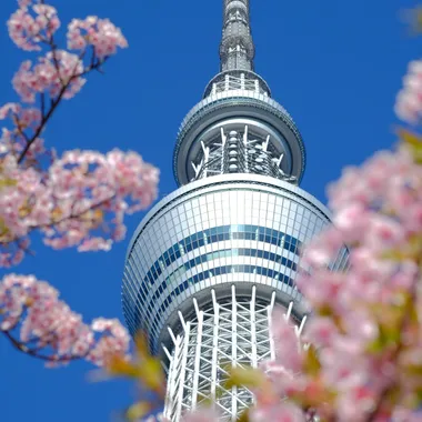 桜と東京スカイツリー